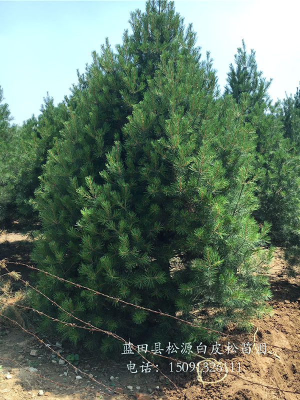 5米蓝田白皮松带土球发往山西